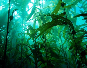 Kelp Forest at Anacapa Island